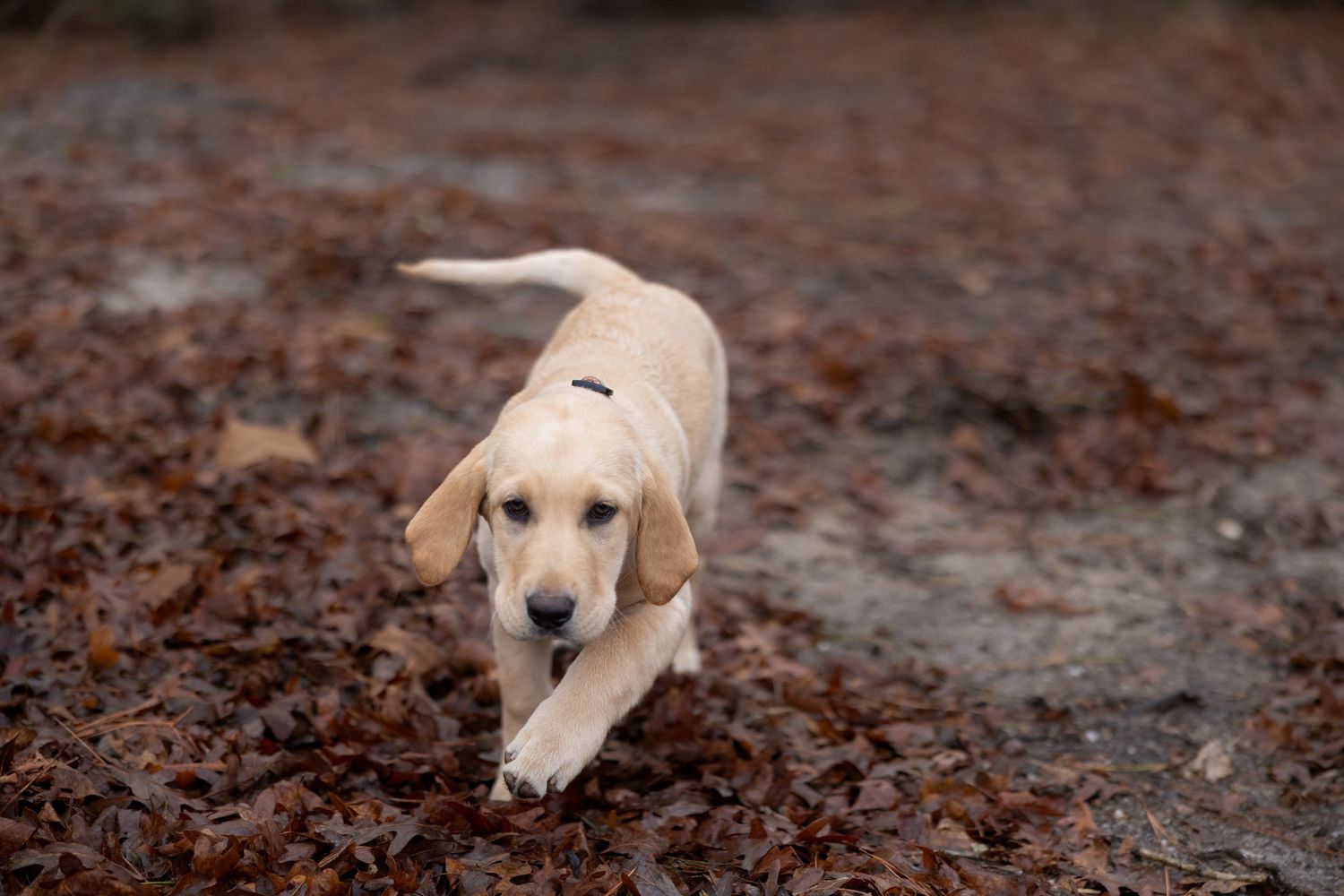 A yellow Labrador puppy runs playfully through a bed of fallen autumn leaves outdoors.