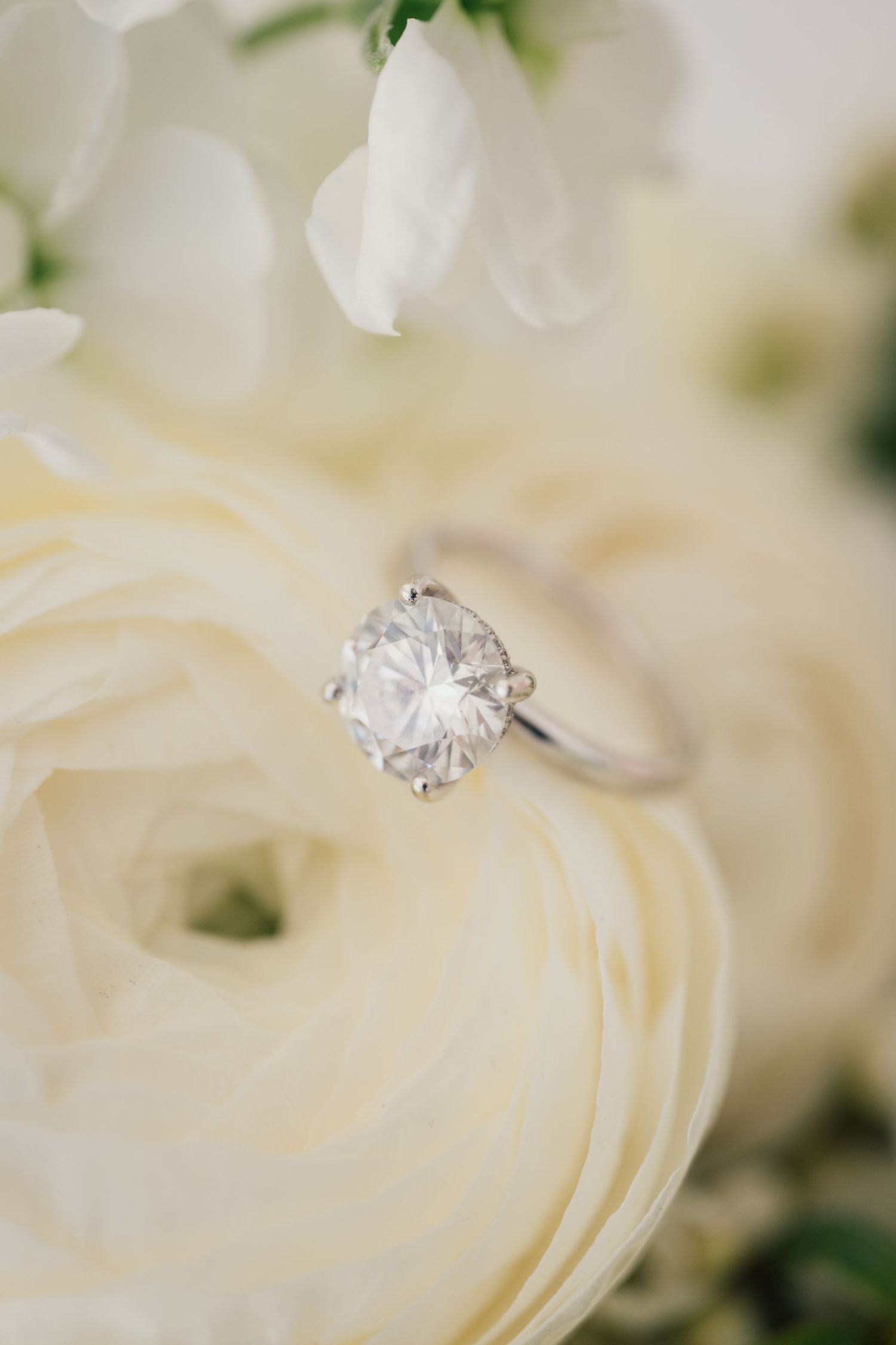Louis Willard Photo Palm Springs Solitaire diamond engagement ring resting on white ranunculus flower.