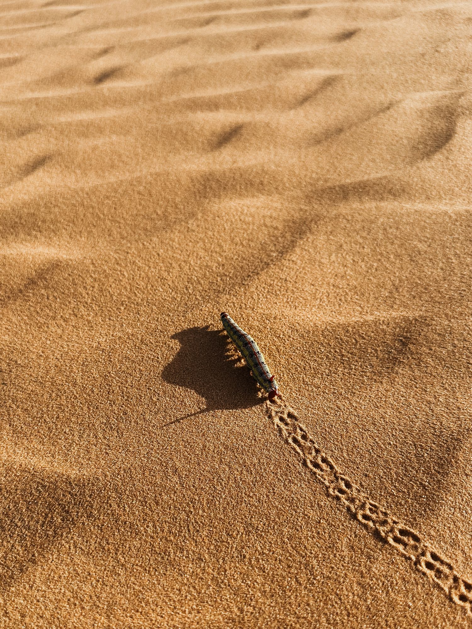 en larv i öknen i Merzouga, Marocko i mjukt kvällsljus