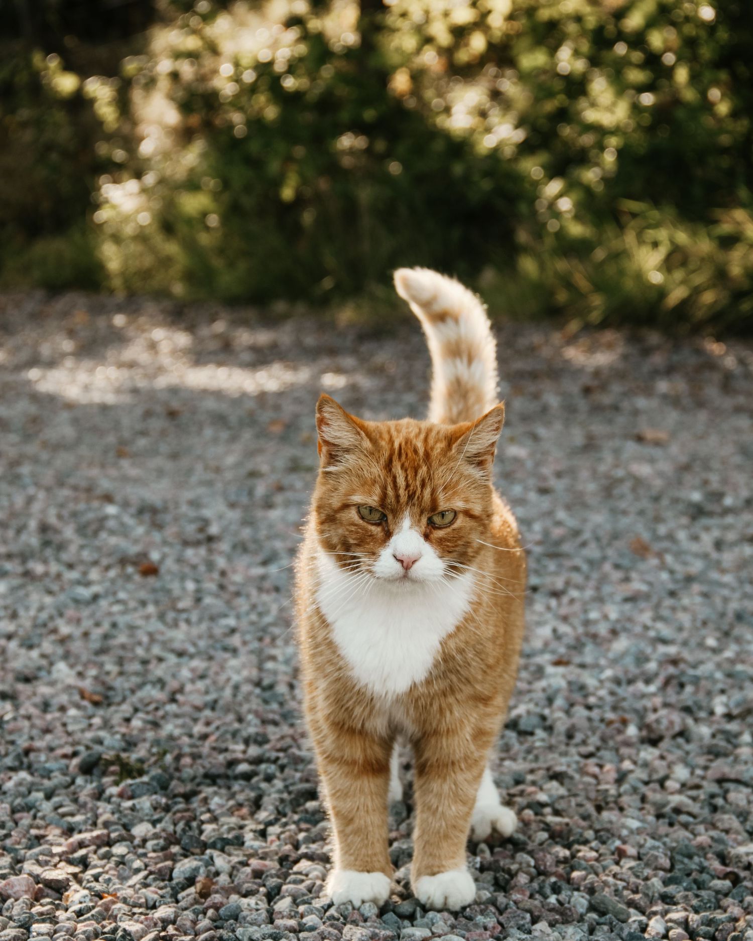 En katt ute i Jönköping i mjukt kvällsljus