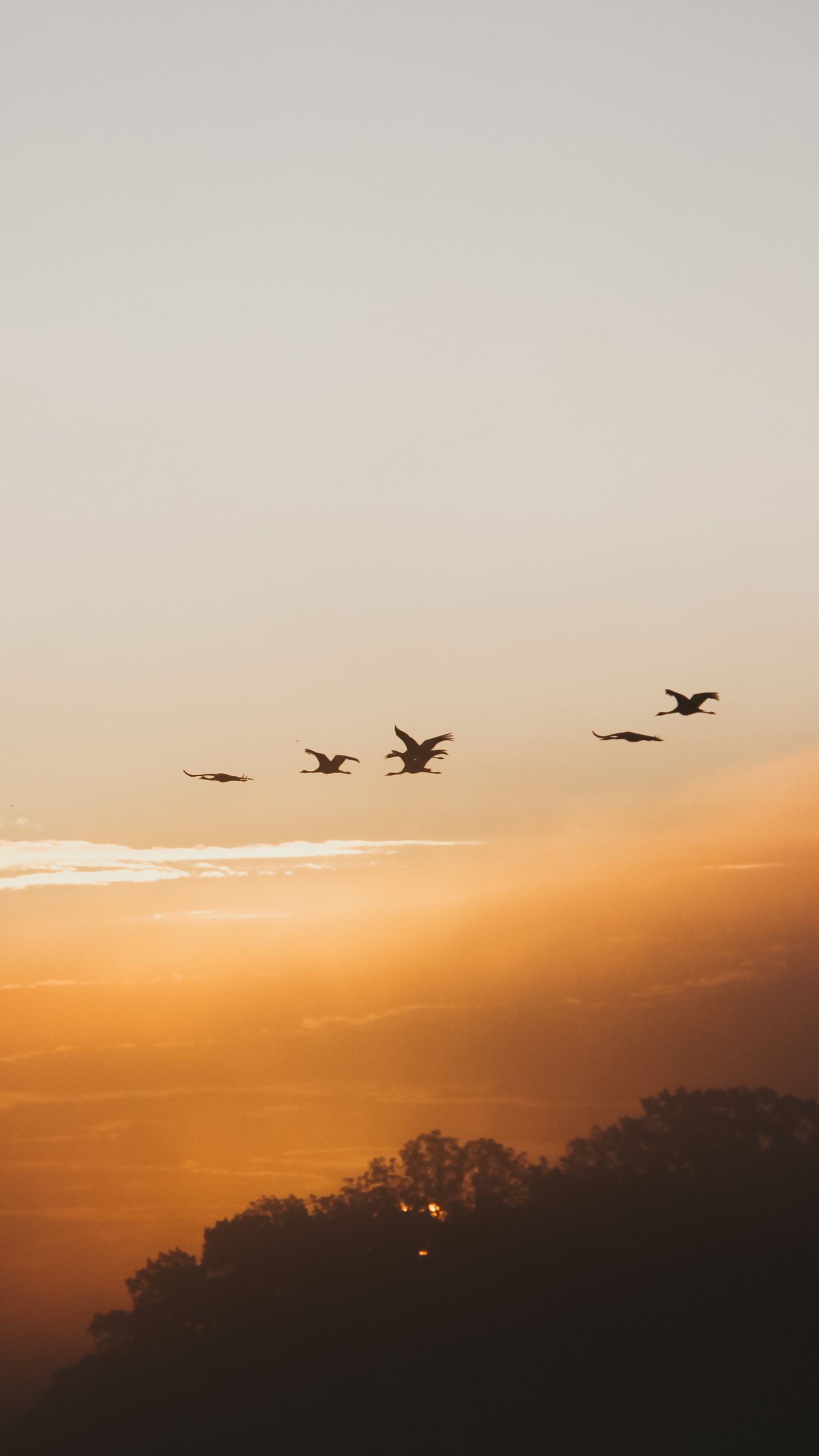 Fåglar som flyger på morgonhimlen