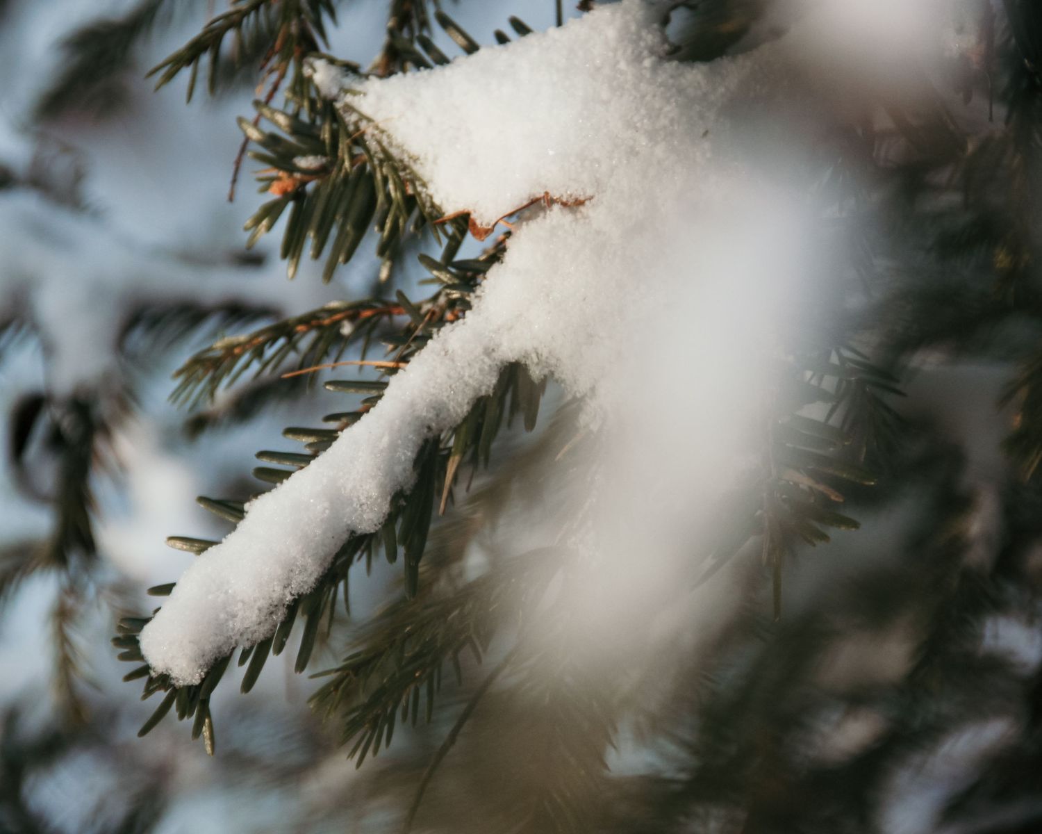 Snö på en gren i skogen i Jönköping