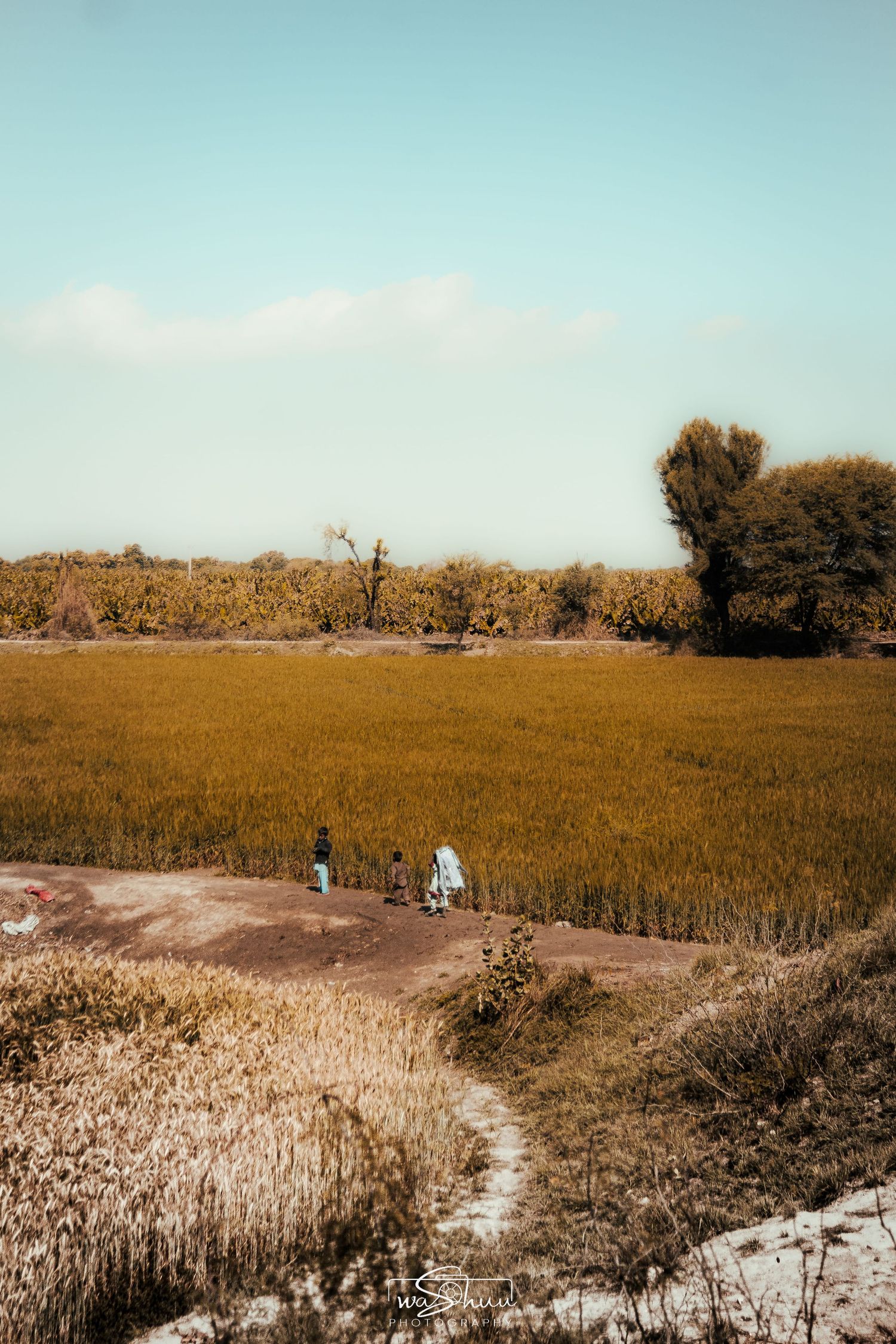 wheat field.