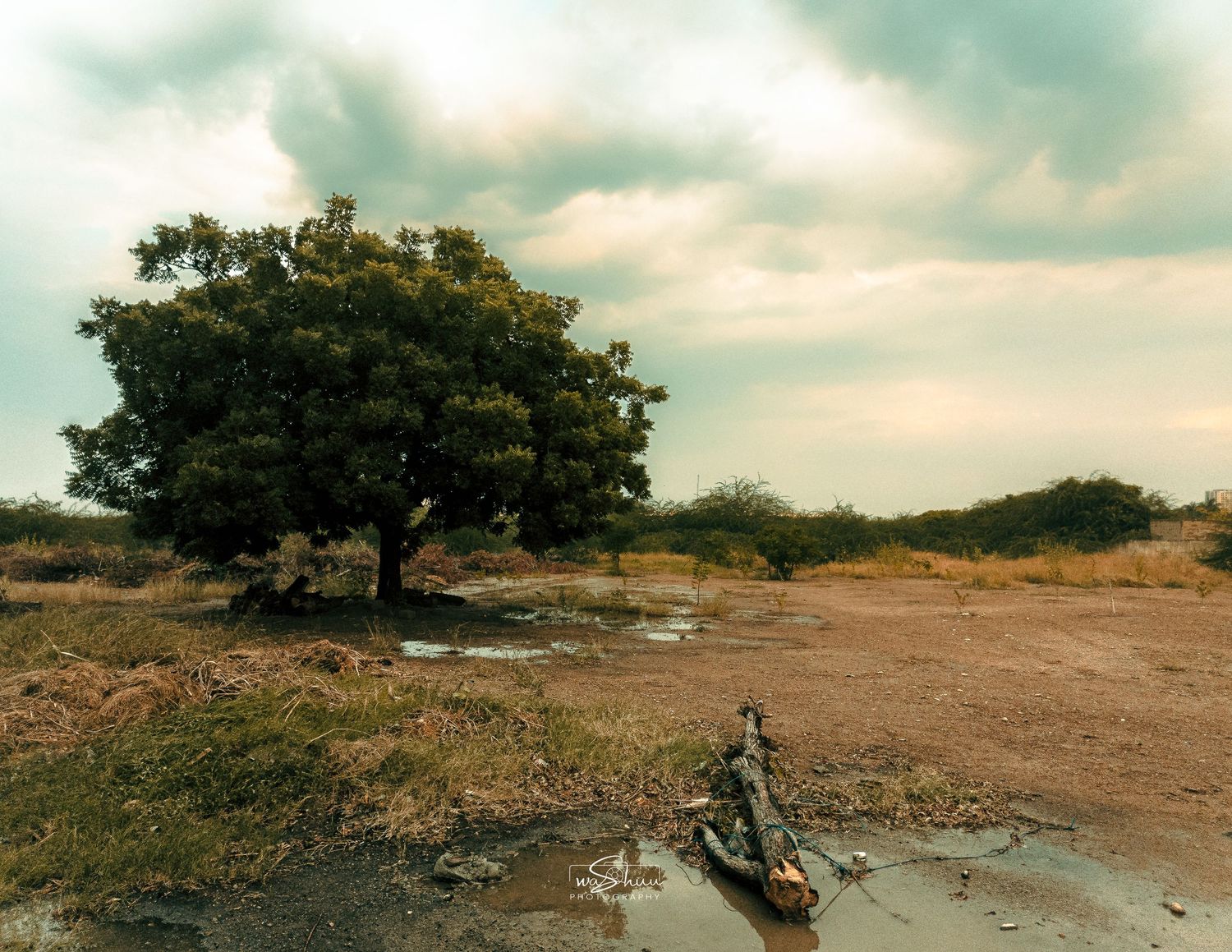 A tree with the dramatic sky.