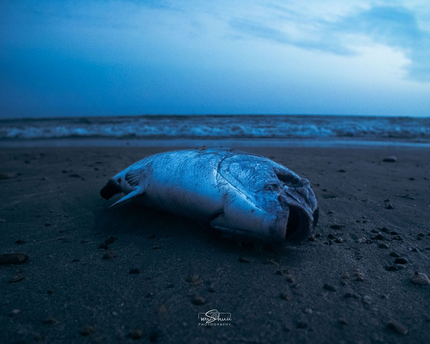 dead fish at the seashore.