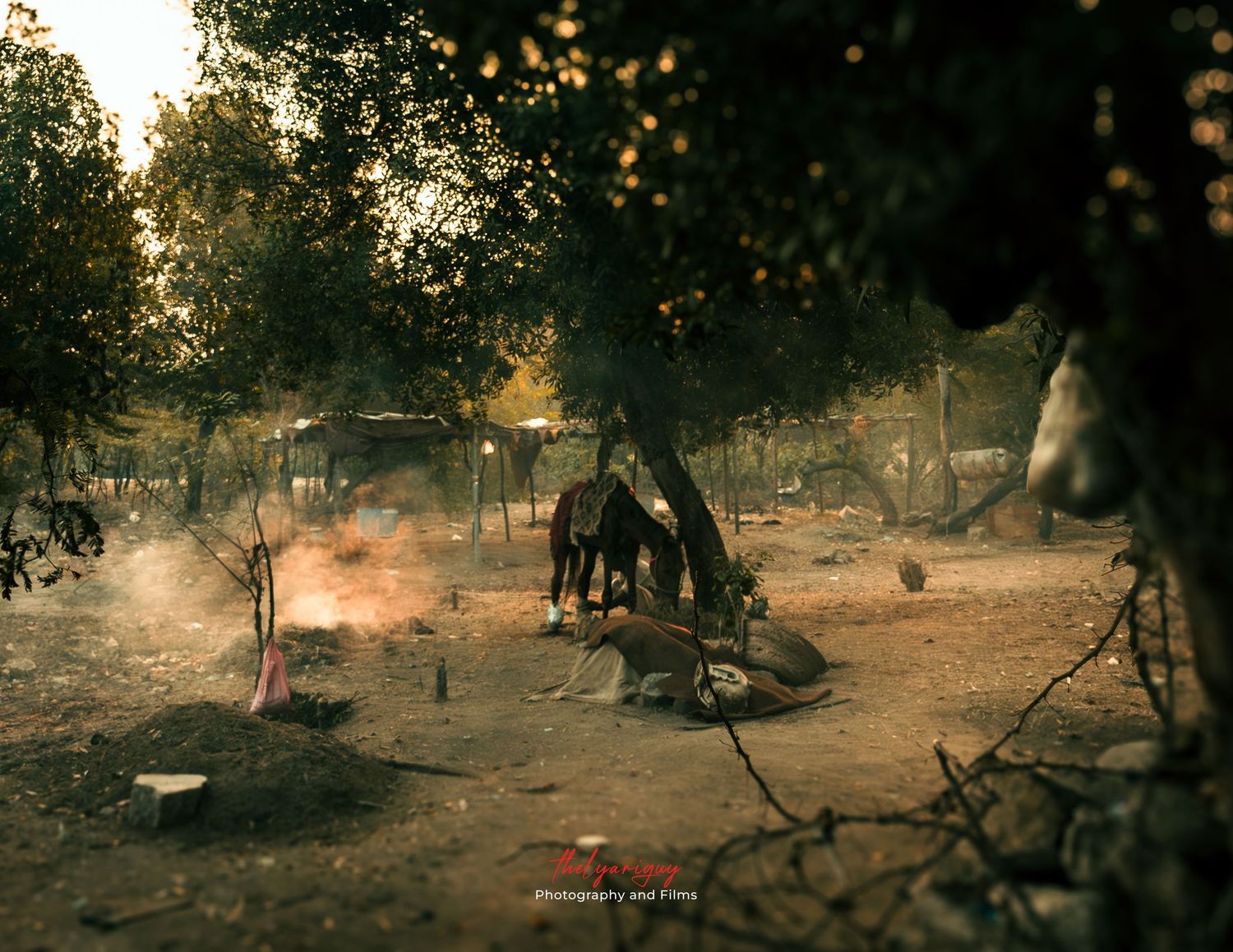 A horse eating.