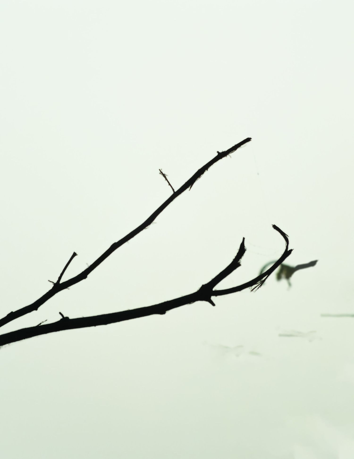 minimal shot of a branch.