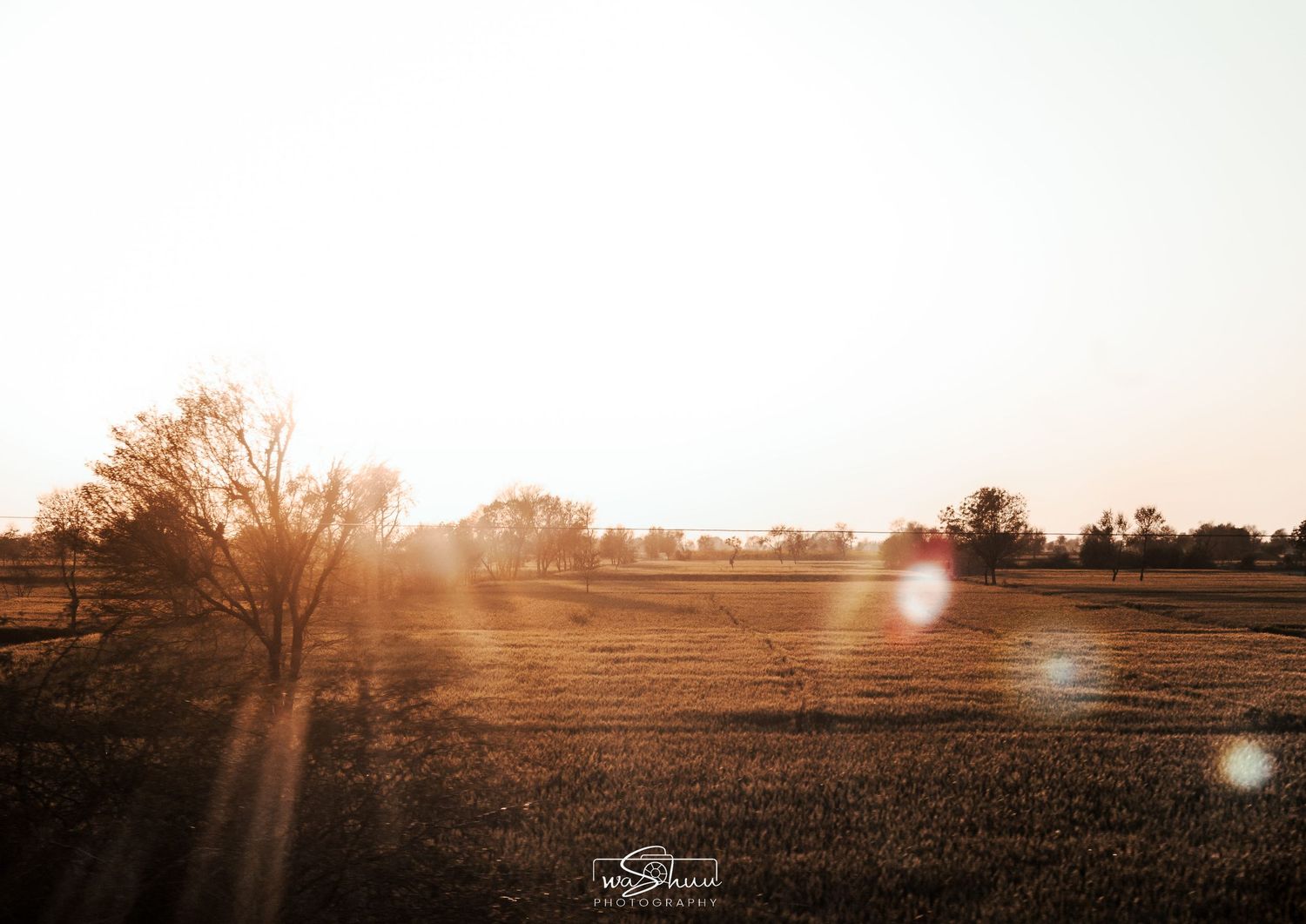 golden hour at wheat field.