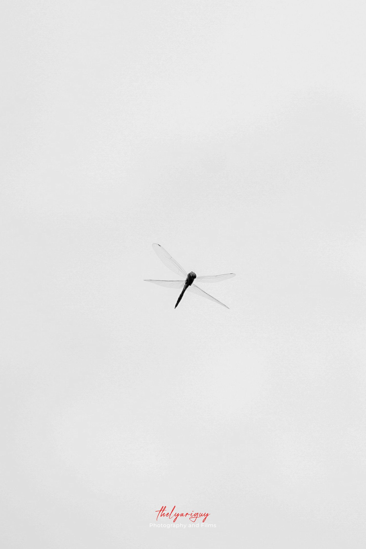 Dragonfly.