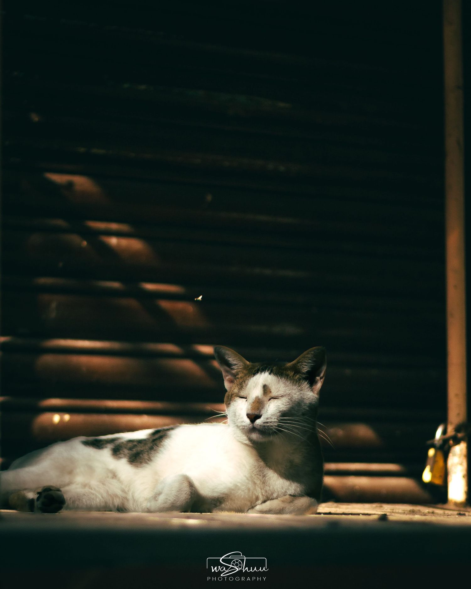 cat.