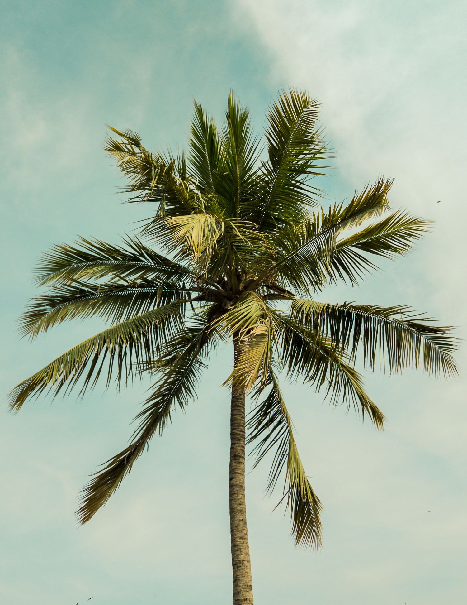 Palm Tree.