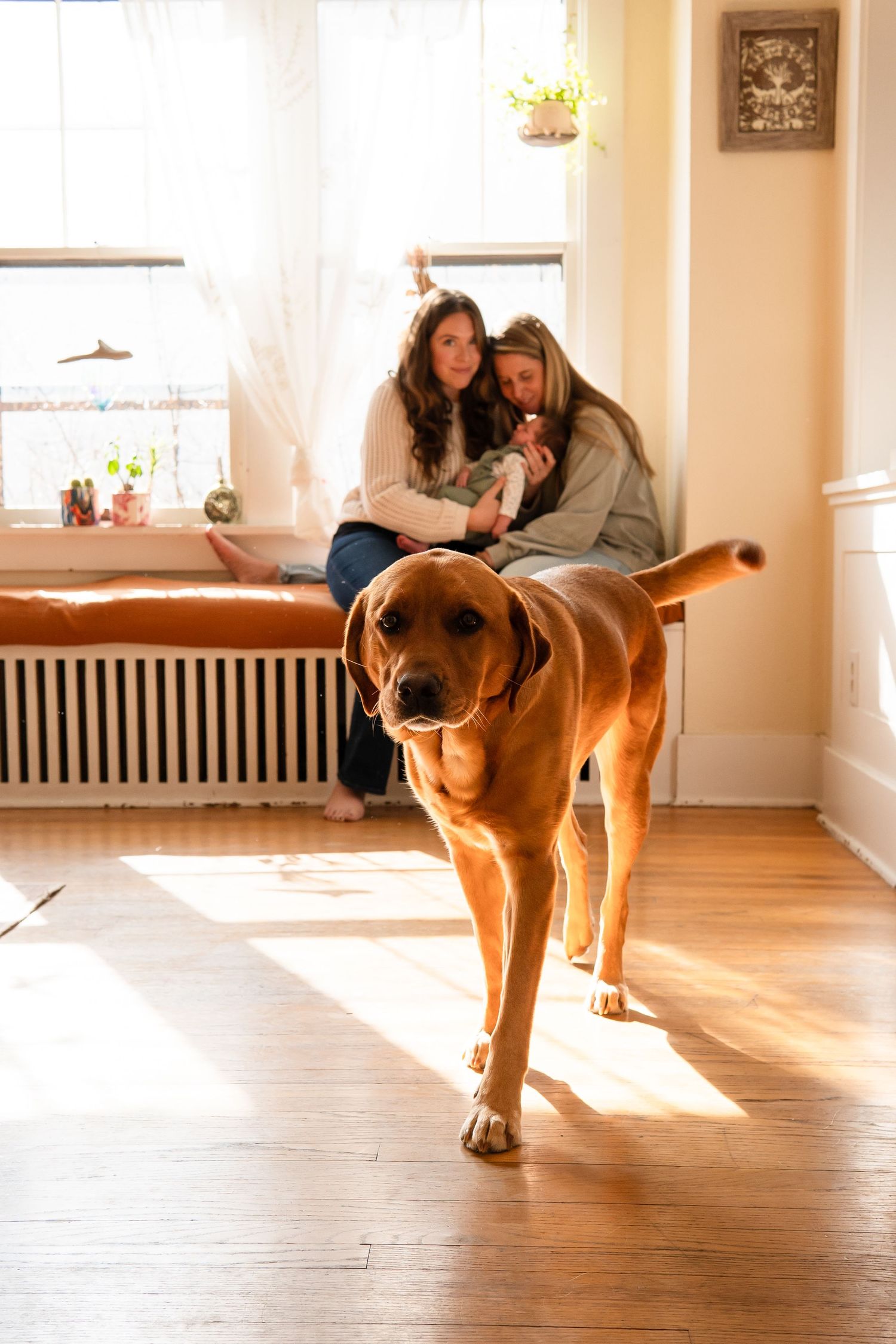 A brown Rhodesian Ridgeback dog walks in sunlit room while family relaxes in background.