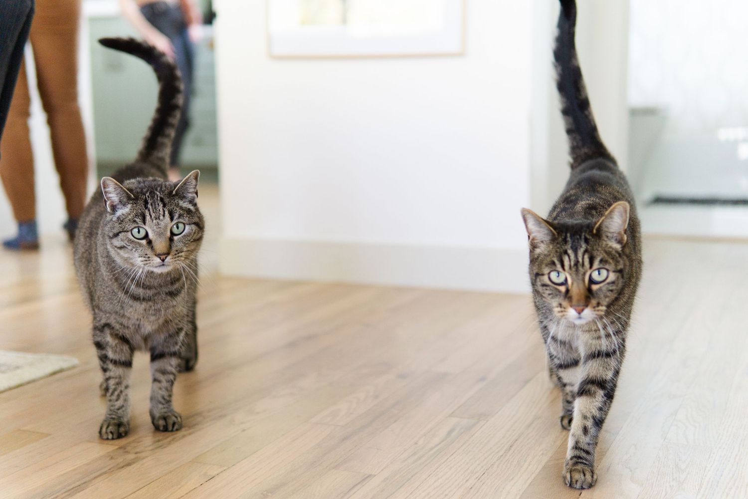 Striped tabby cat walking across hardwood floor in sunlit home interior.