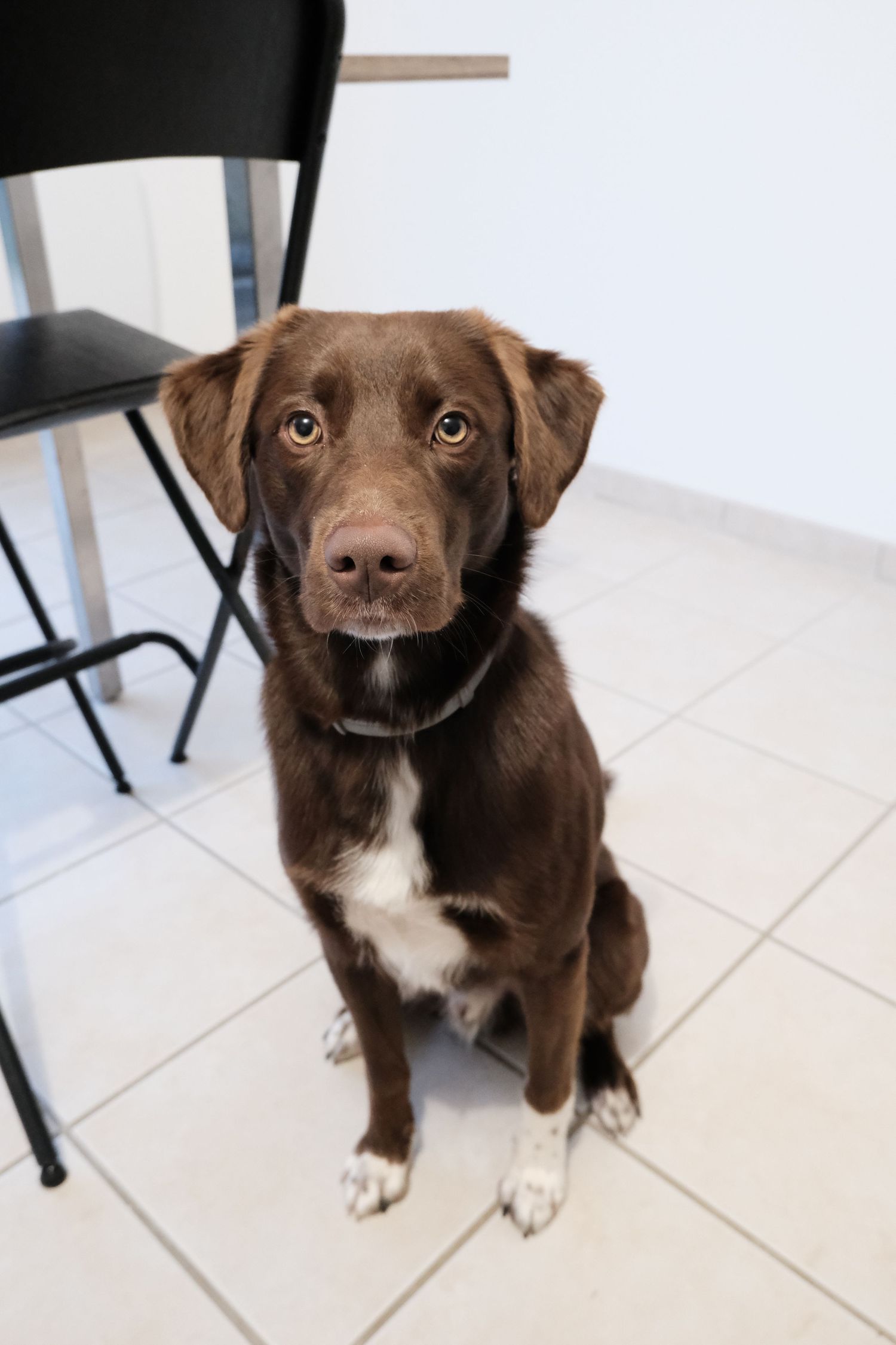 Chocolate labrador mix dog sitting on white tile floor looking at camera.