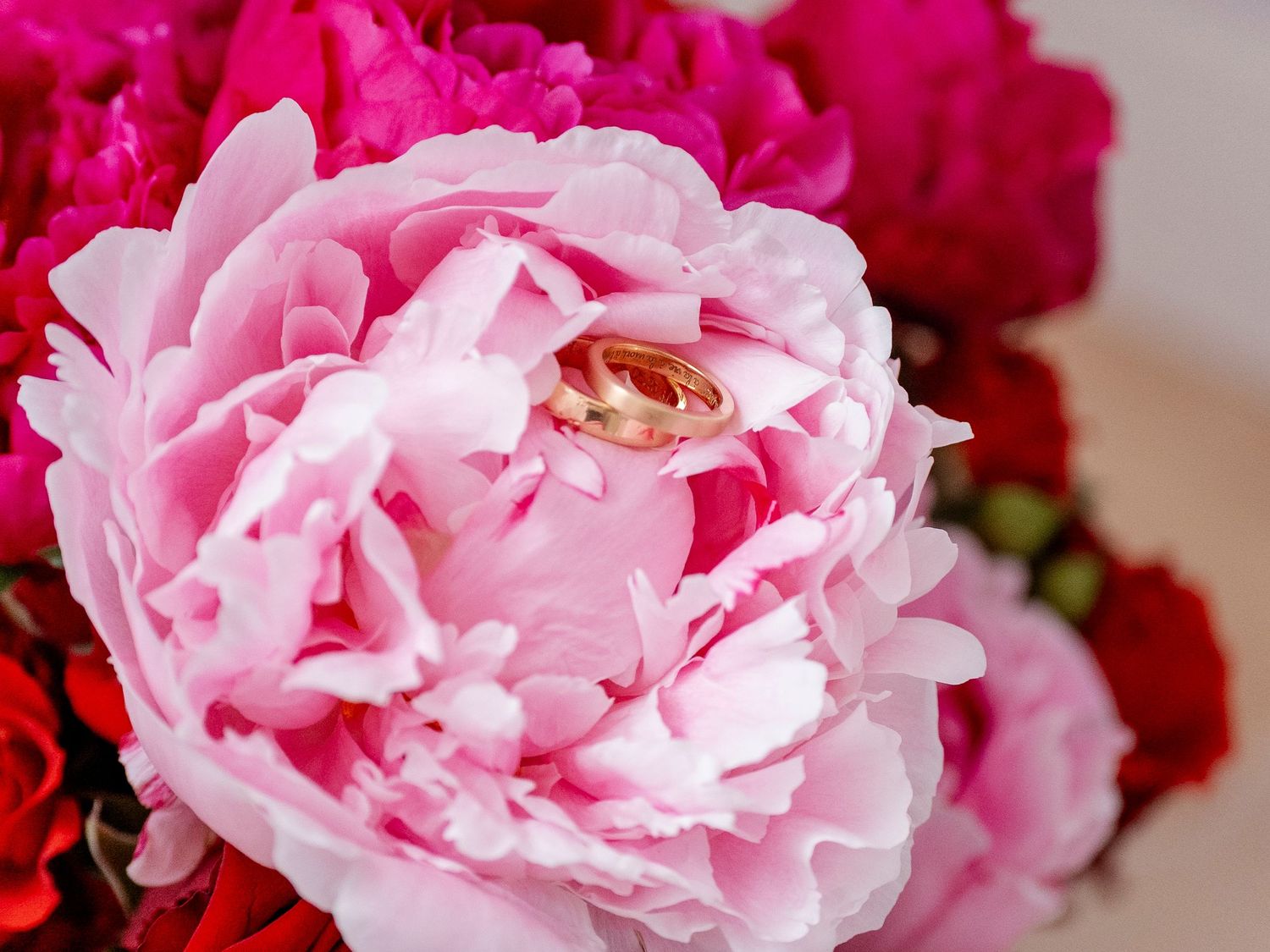 Vibrant pink and red peonies in full bloom create an elegant floral display.