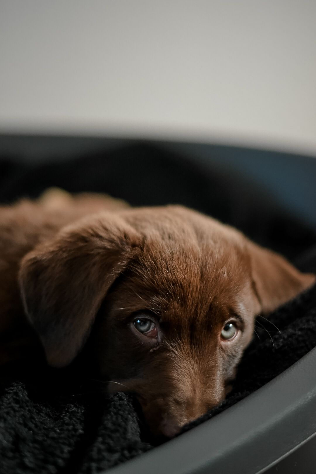 Close-up portrait of chocolate labrador dog with soulful eyes.
