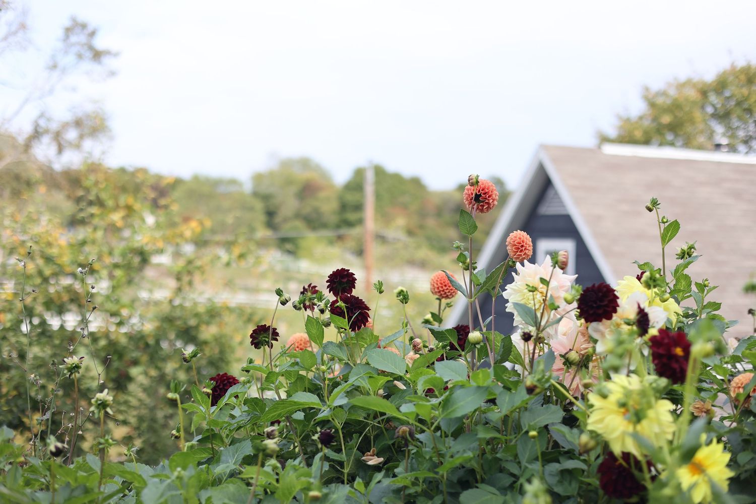 dahlias, multicolor, flower garden, north shore massachusetts