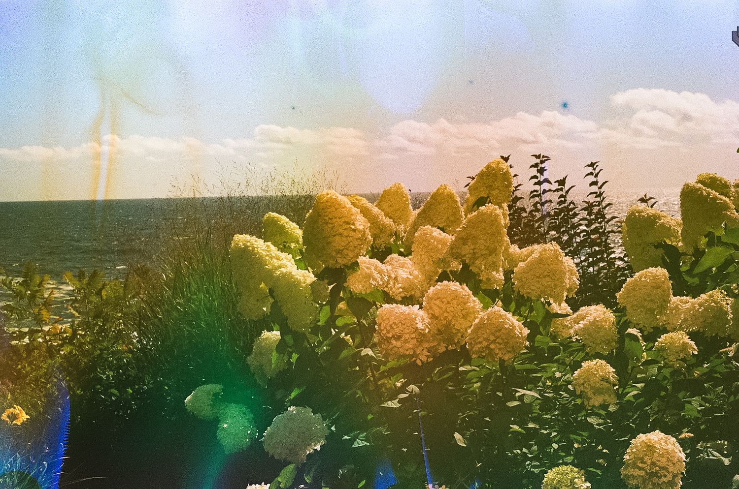 film, hydrangeas, coastal maine