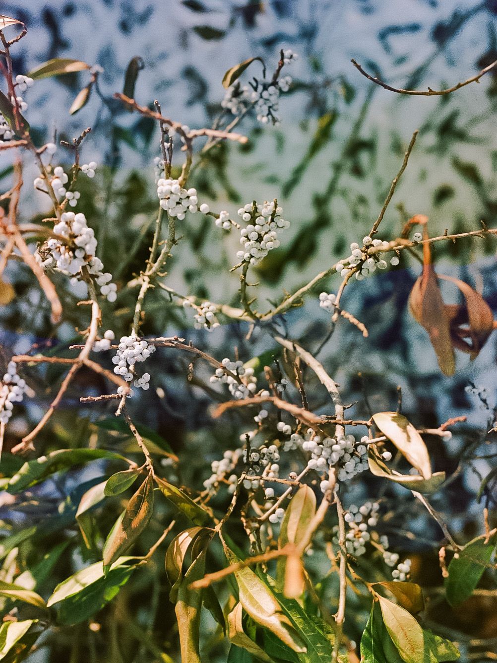 film, close up berries, winter scene, crane beach, north shore massachusetts
