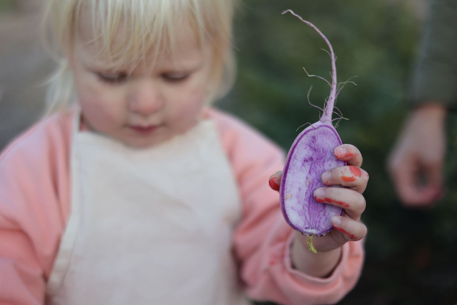 child holding root vegetable, blonde boy, paint on fingers, purple potato, north shore massachusetts