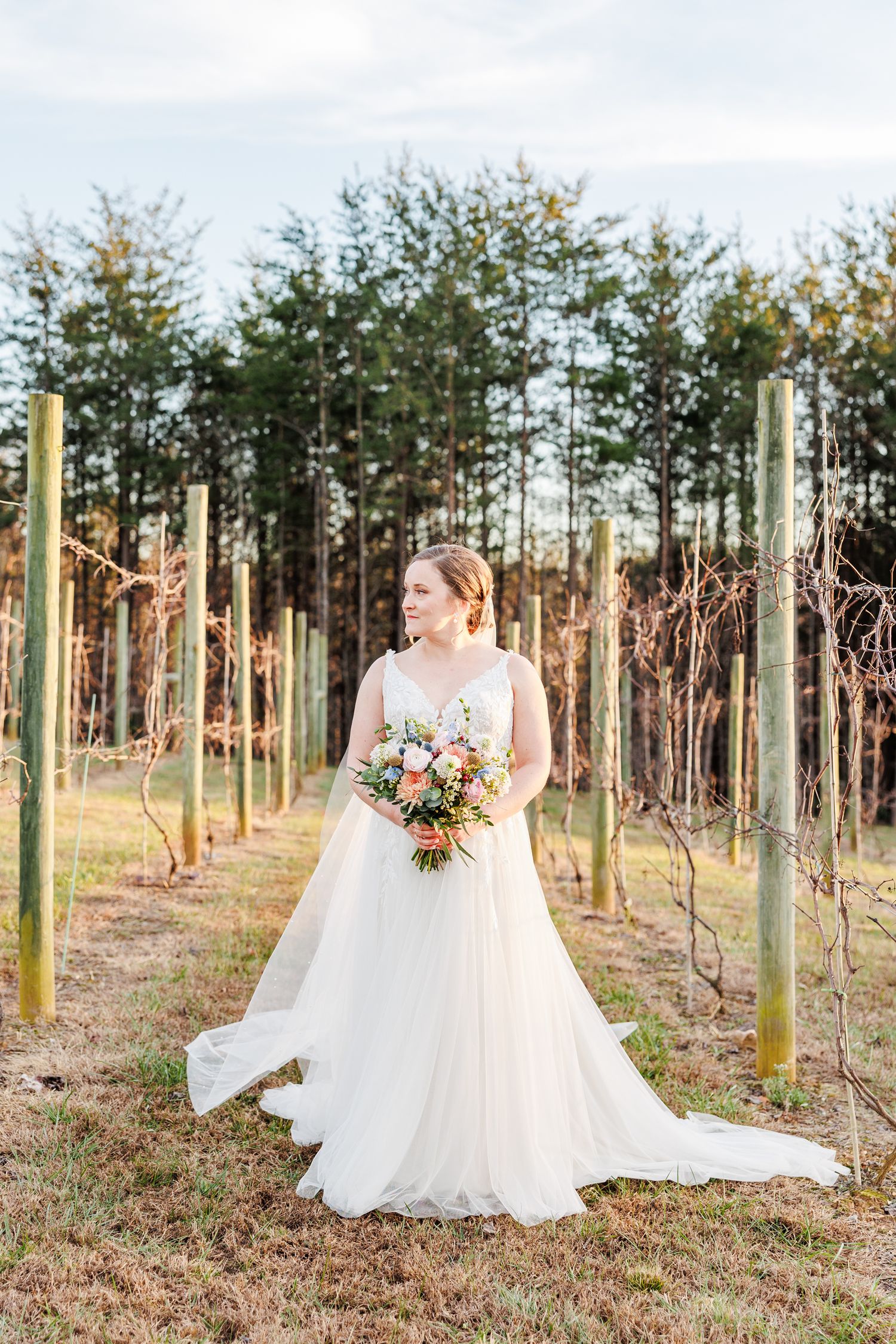 White wedding dress flowing in the breeze among young grapevines in a vineyard.