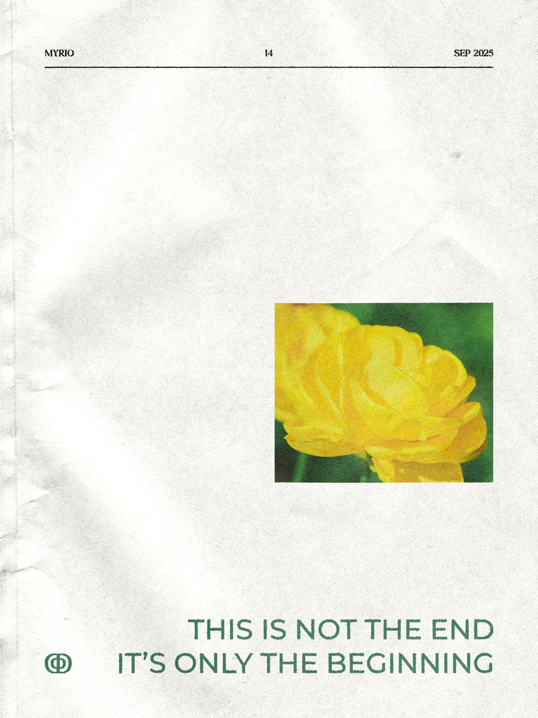 A single portrait of a yellow flower found The Flower Fields at Carlsbad.
