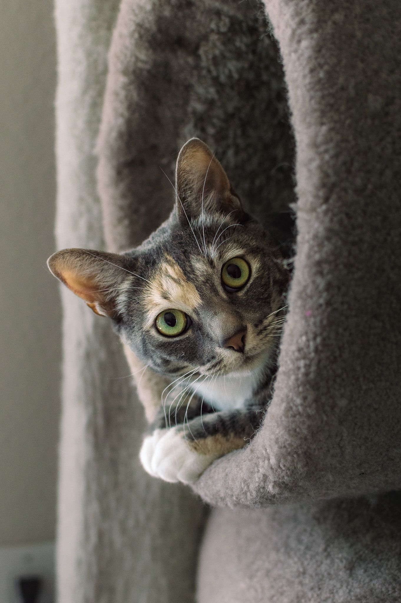 Up-close headshot of a an inquisitive grey cat staring into the camera as she lounges in her cat tower.