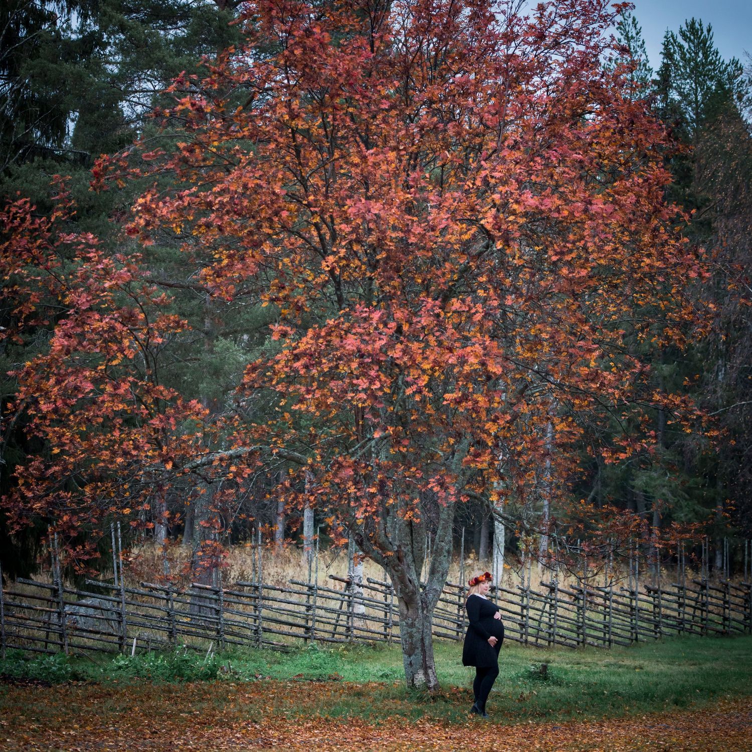 Person standing beneath a vibrant red autumn tree beside a rustic wooden fence in a scenic fall landscape.