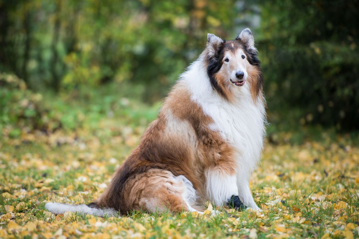 A fluffy Rough Collie dog sits gracefully on autumn leaves in a lush green forest setting.