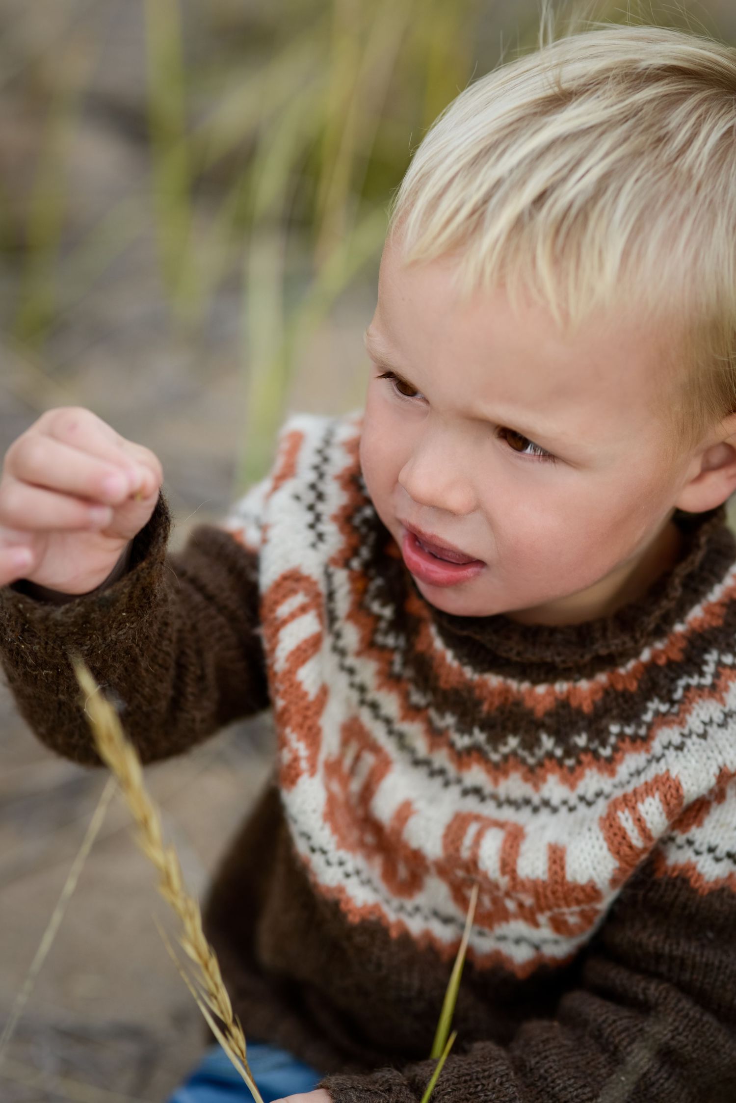 Blonde toddler boy in brown patterned sweater examining a wheat stalk outdoors.