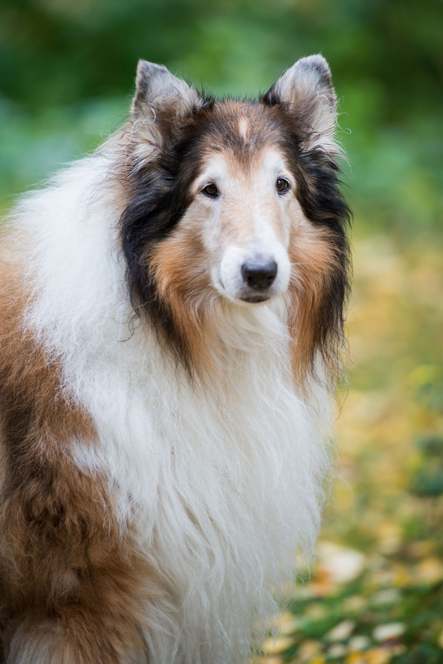 A majestic Rough Collie dog with sable and white fur poses outdoors against a lush green background.