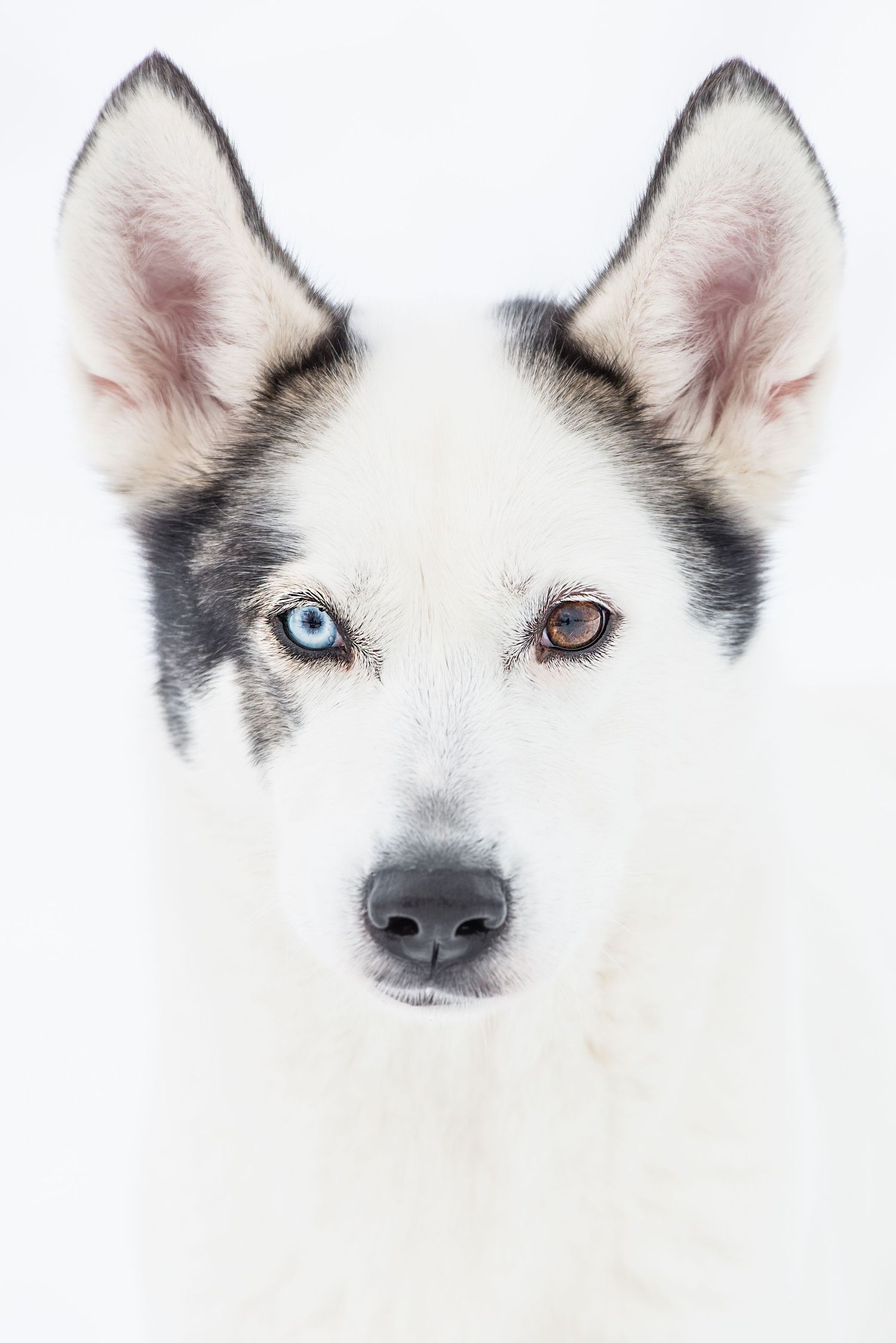 Close-up portrait of a Siberian Husky with heterochromia, one blue and one brown eye, against white background.