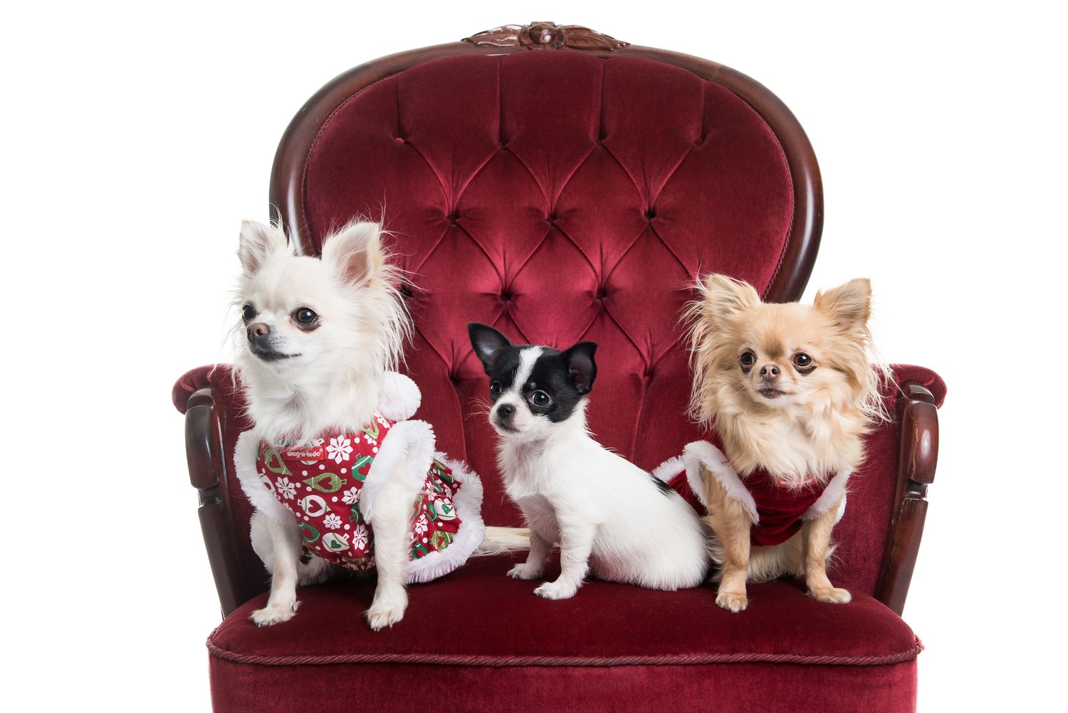 A group of Chihuahuas and small dogs wearing red accessories pose on a tufted burgundy couch.