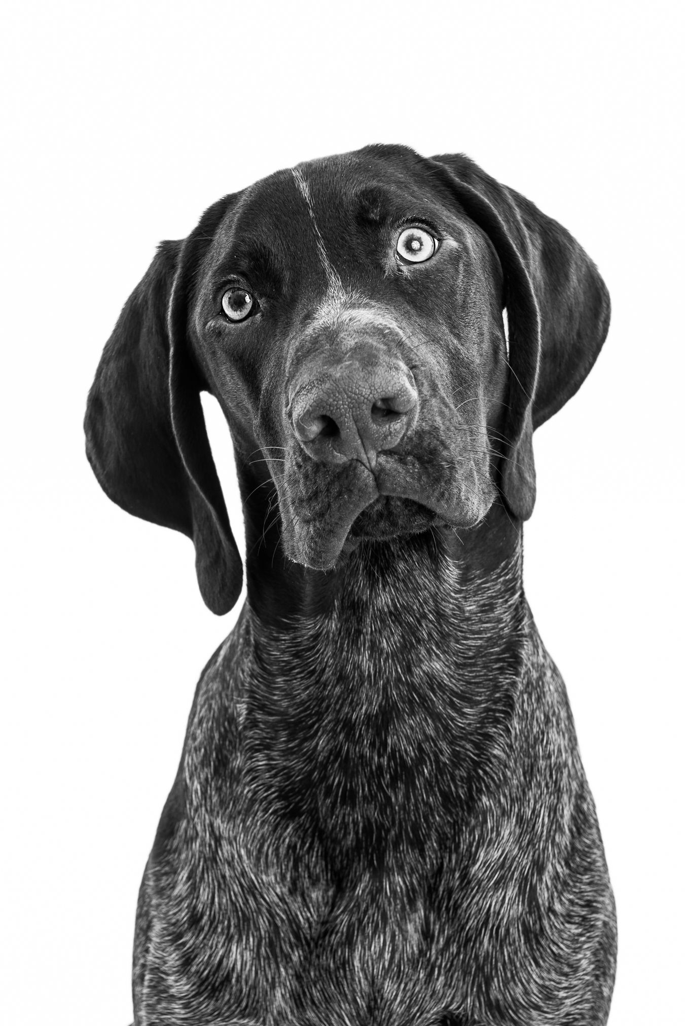Black and white close-up portraits of German Shorthaired Pointer dog.