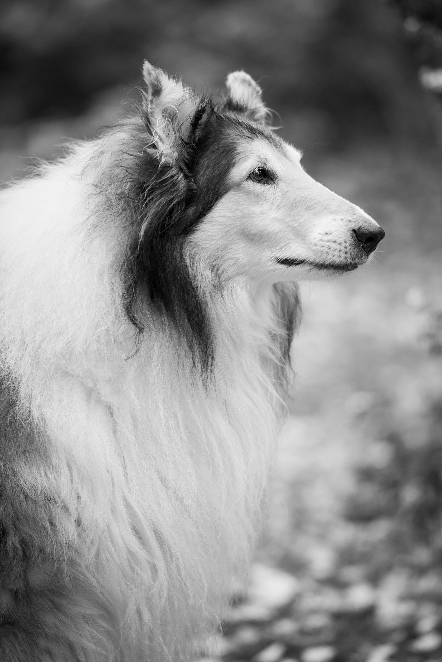 Black and white portrait of a majestic Rough Collie dog with long flowing fur, gazing elegantly to the side.