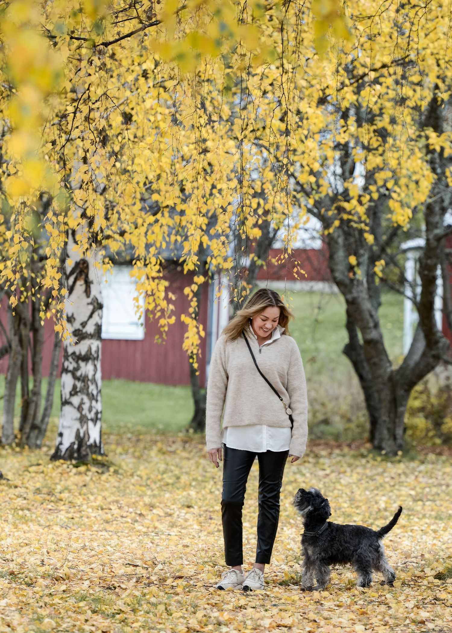 Woman in beige sweater walking a small black dog among autumn yellow birch trees on a leaf-covered ground.