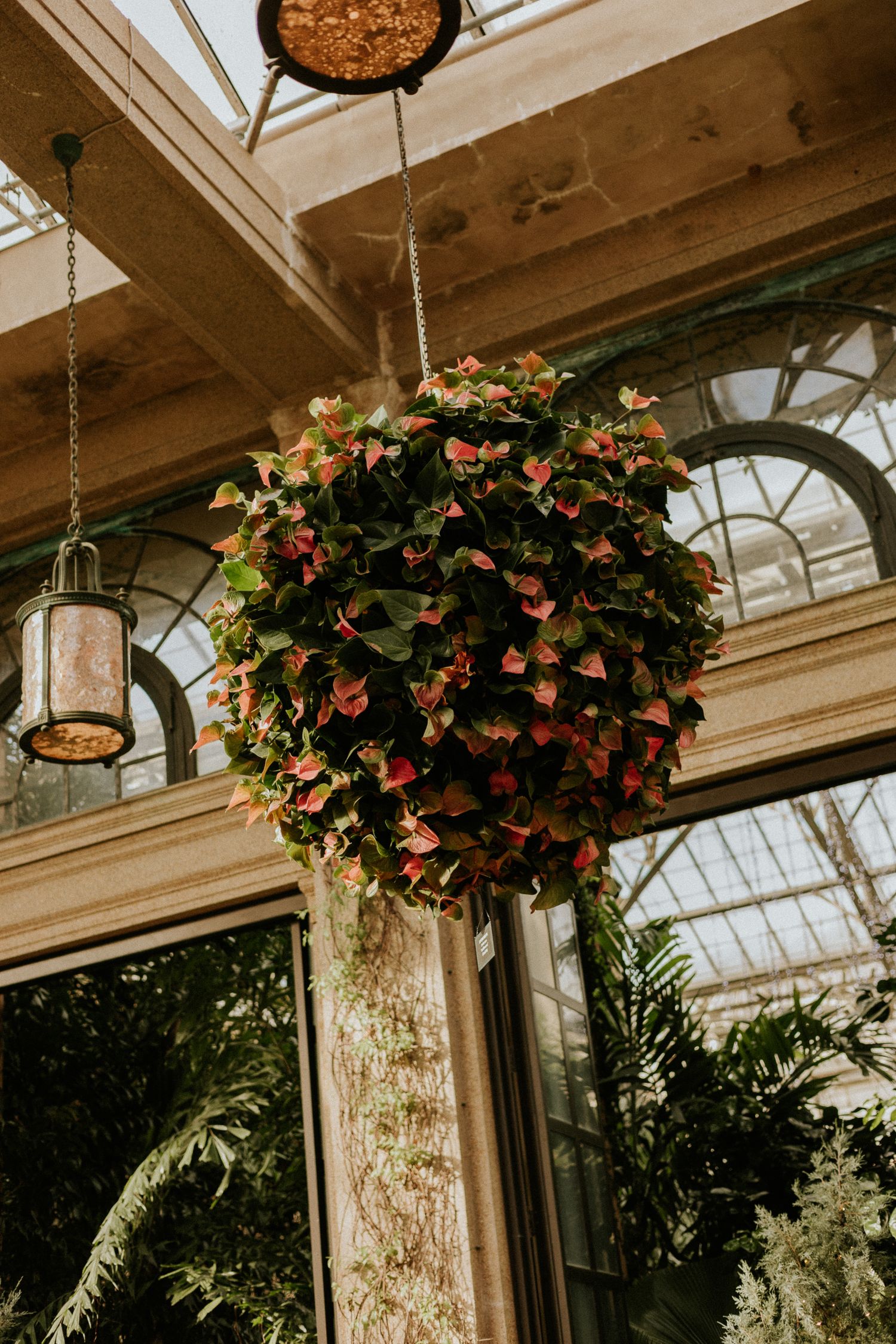 Lush hanging basket of red and green foliage in a Victorian-style greenhouse conservatory.