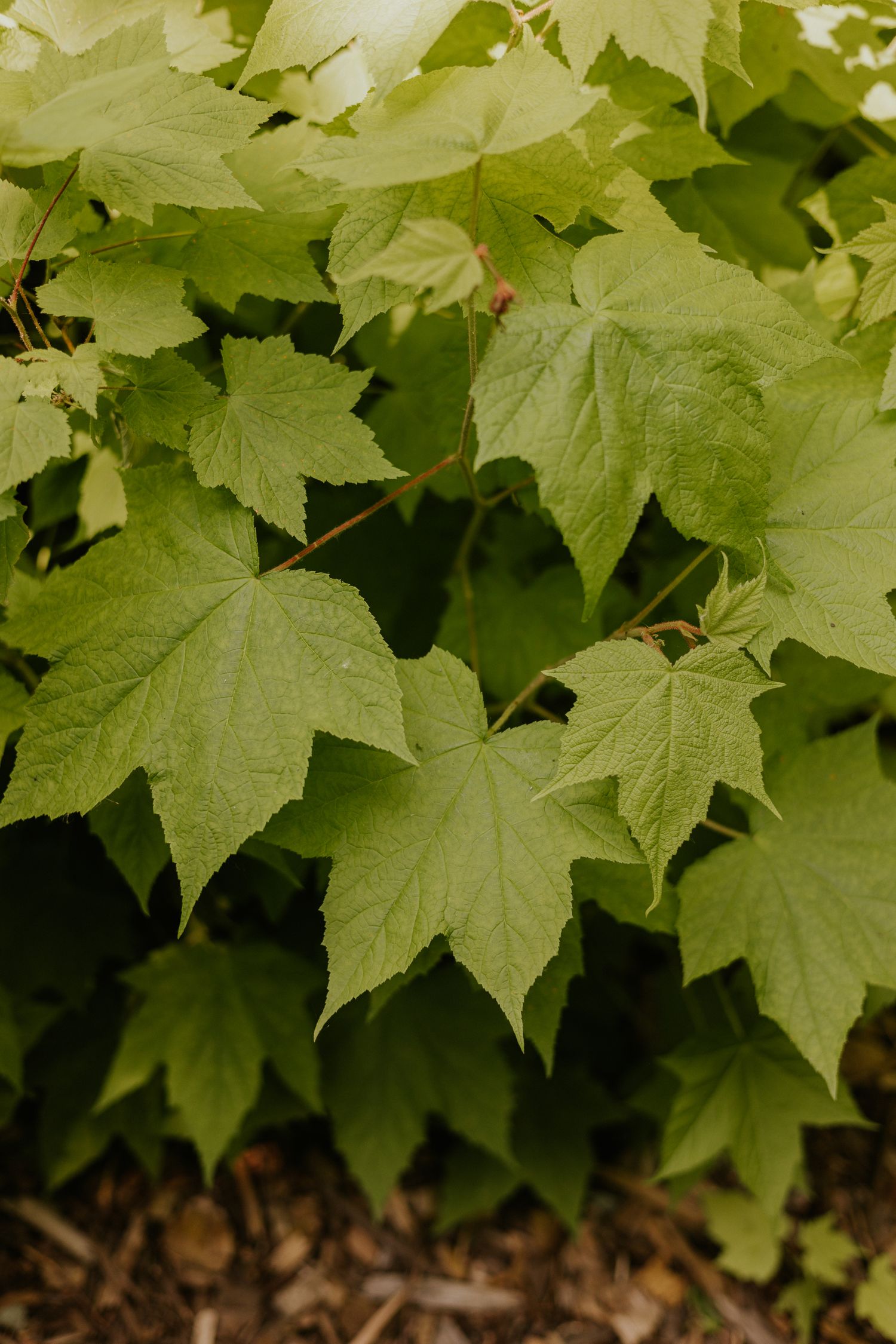 Close-up of vibrant green maple leaves with detailed veining growing on a bush in natural sunlight.