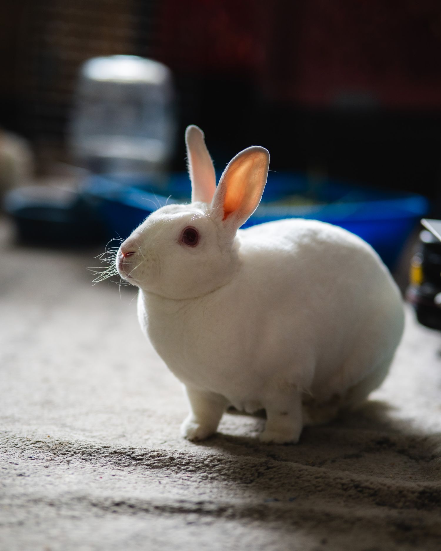 A white rabbit with pink eyes and ears sits on a carpeted floor in a softly lit indoor setting.