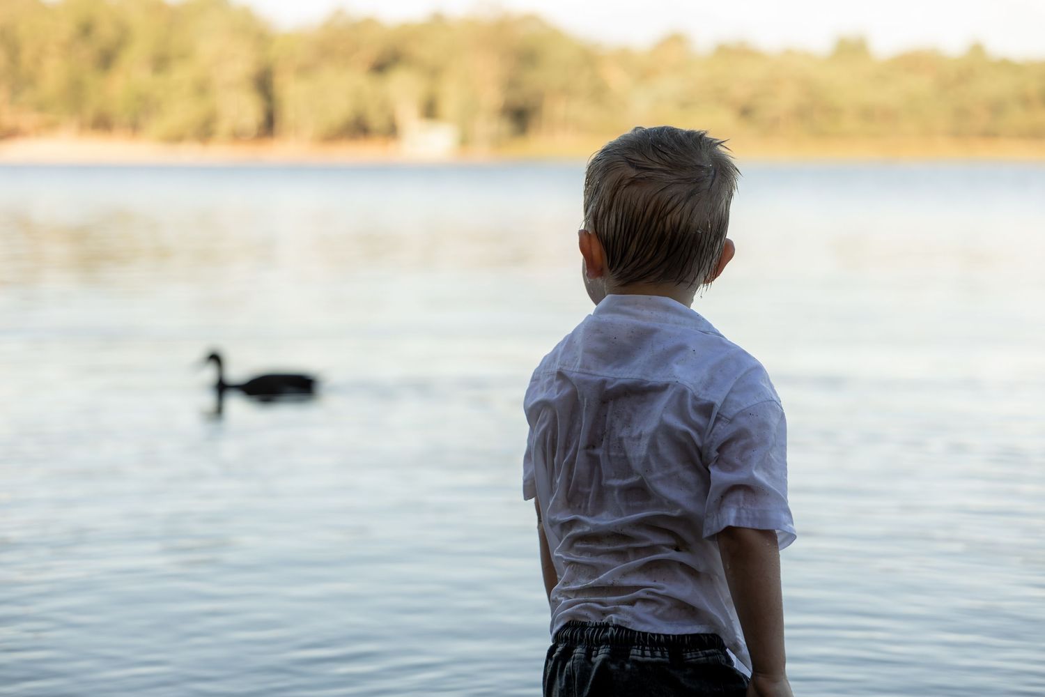 Young boy in white shirt watching a black swan swim on a calm lake surrounded by trees.