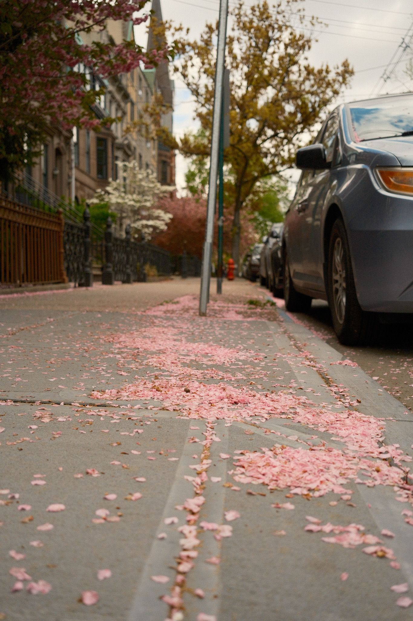 Pink cherry blossom petals fallen on a Hoboken, NJ city sidewalk in spring with parked cars and brownstones.