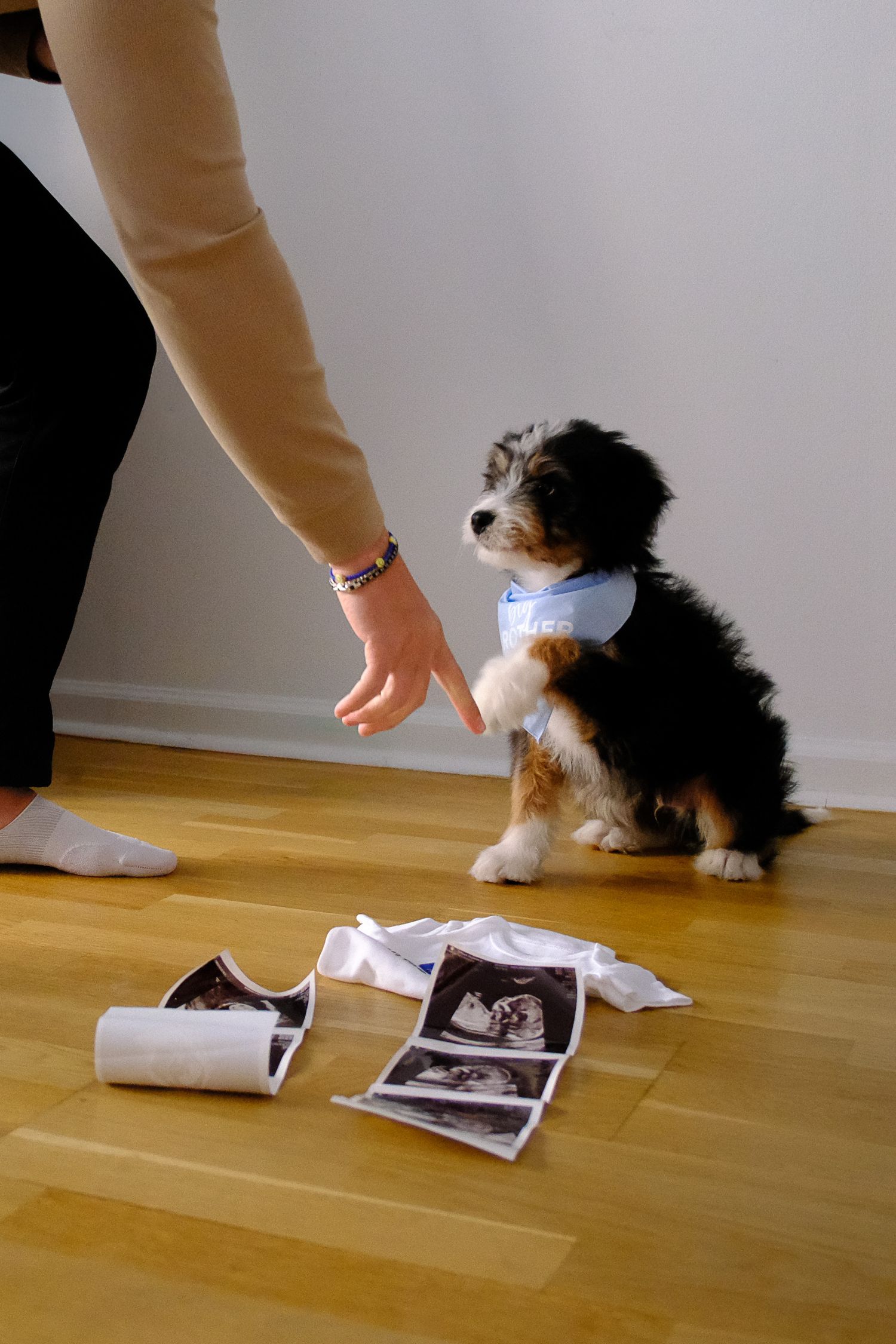 Puppy wearing blue bandana sits on hardwood floor near ultrasound photos while owner gestures toward it.