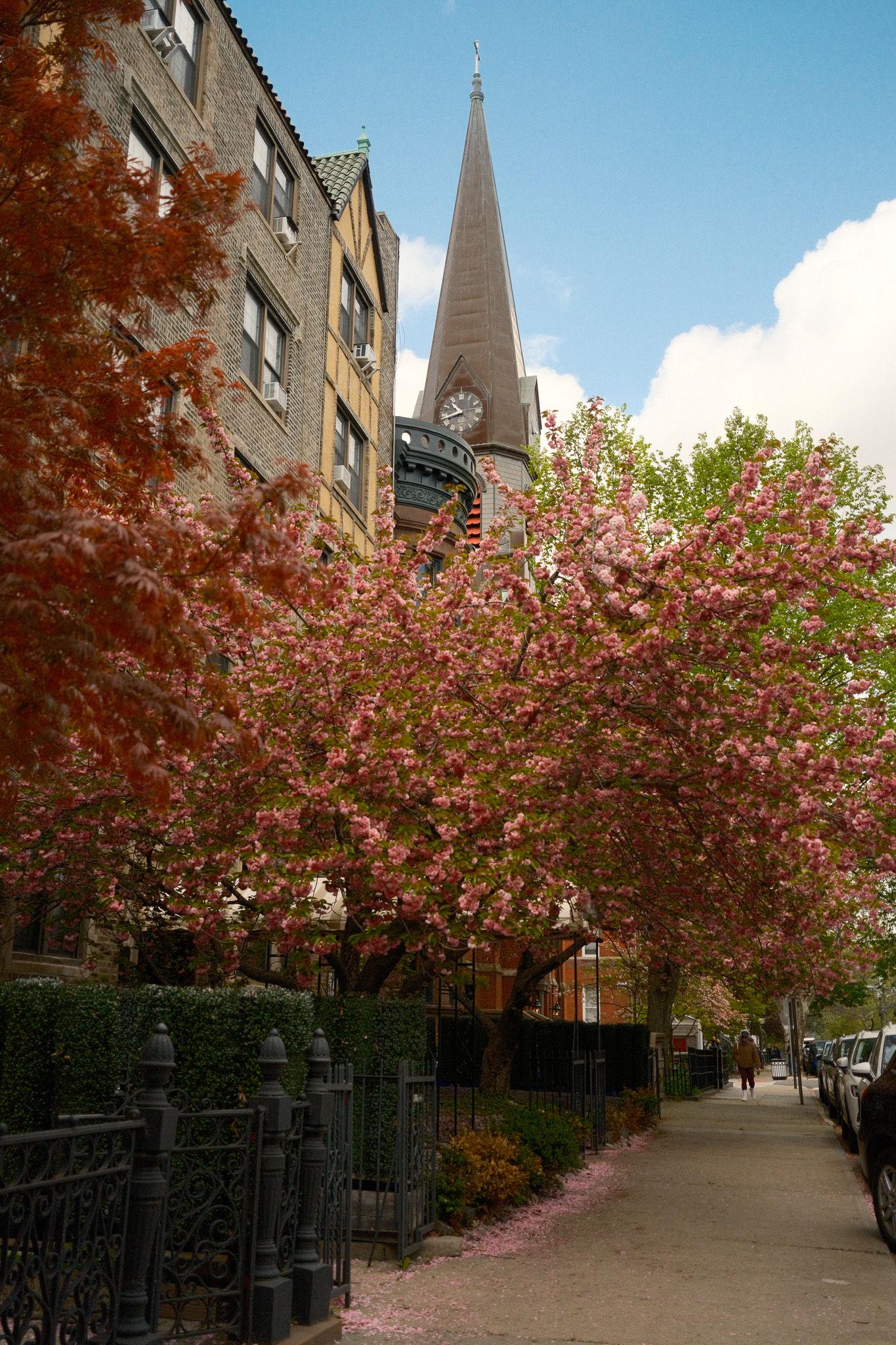 Pink flowering cherry blossom trees lining a Hoboken, NJ city sidewalk with a church steeple in background.