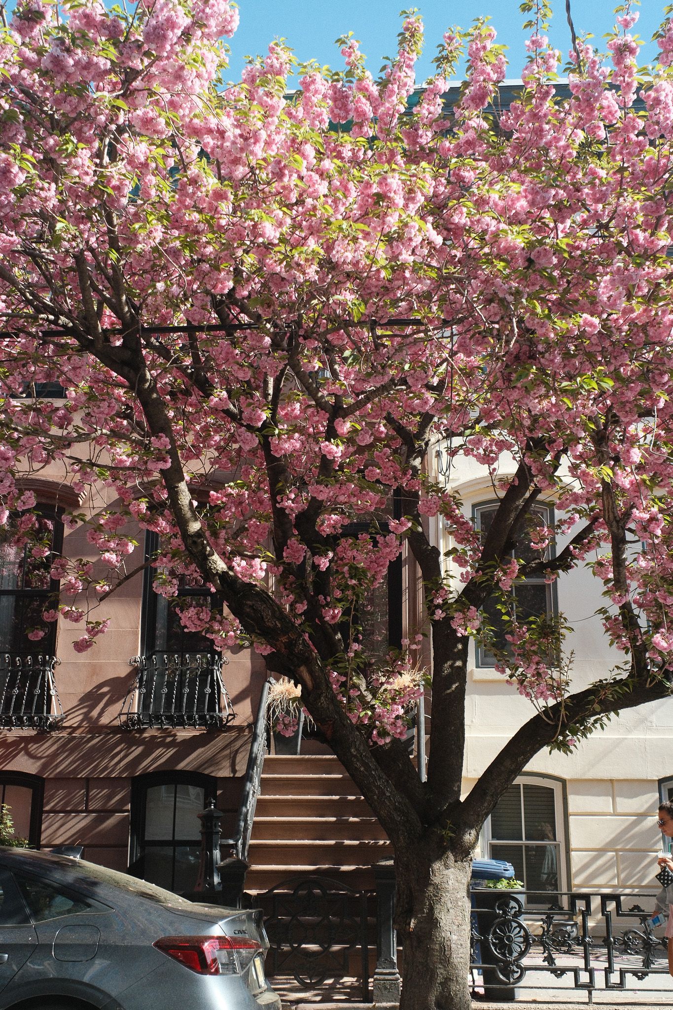 A vibrant pink cherry blossom tree in full bloom in front of a classic urban brownstone building in Hoboken, NJ.