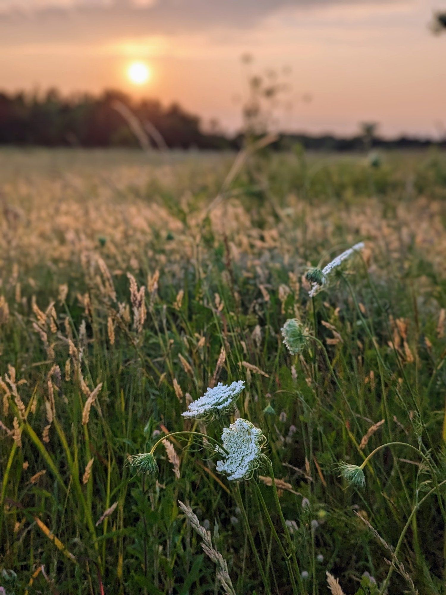 Delicate white wildflowers in tall grass at sunset with golden sun glowing on the horizon.