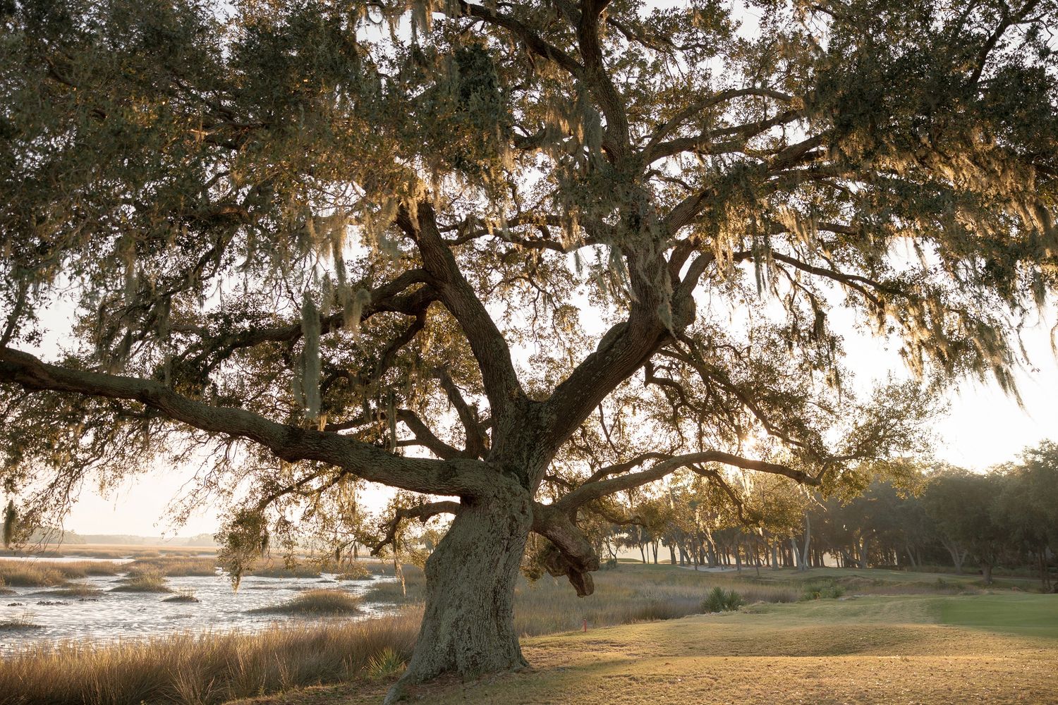Majestic oak trees line a scenic outdoor wedding venue at sunset.