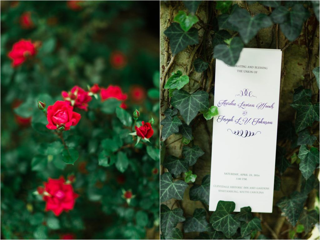 Red roses in garden and wedding invitation nestled among green ivy leaves.