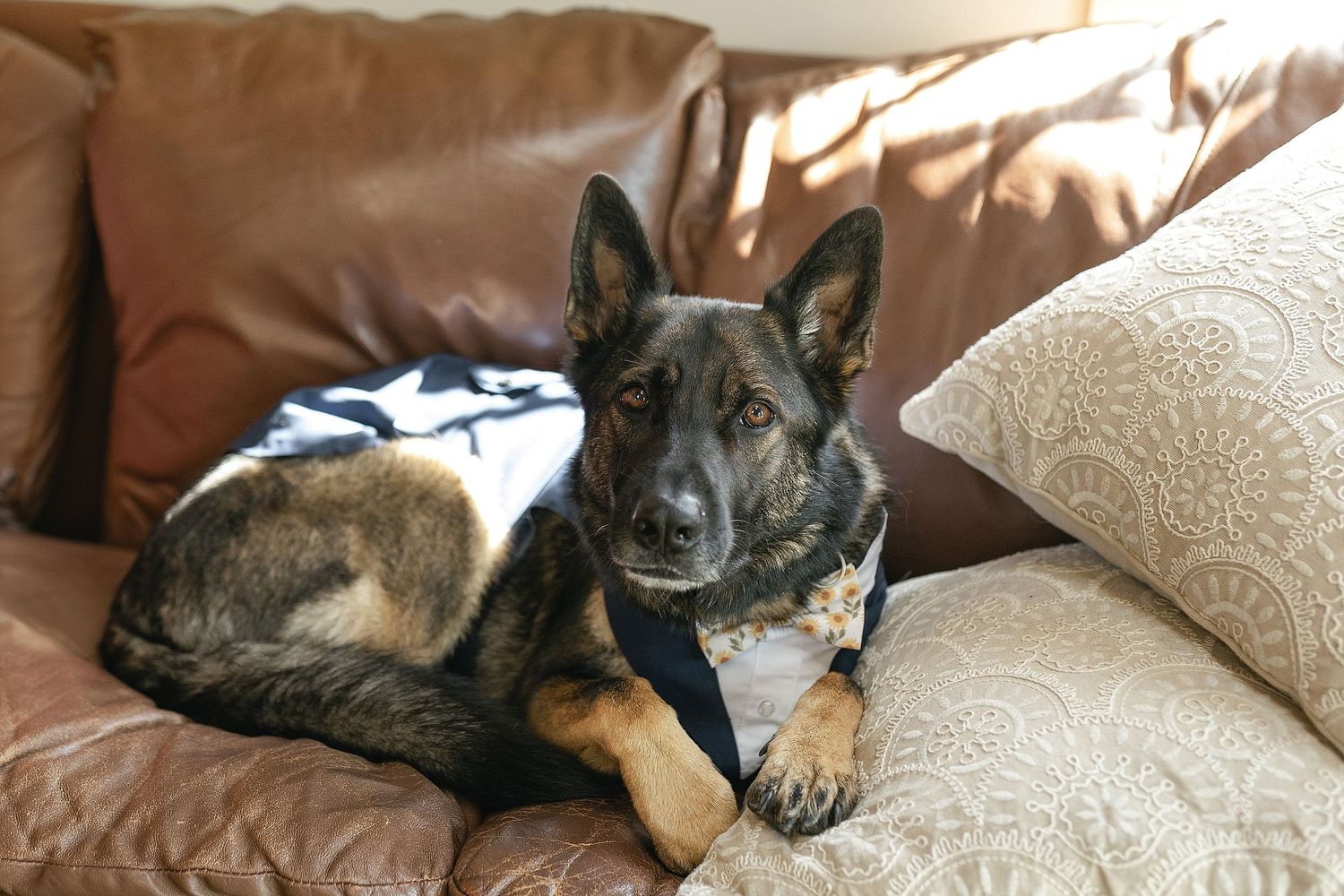 German Shepherd dog relaxing on brown leather couch with pillows.