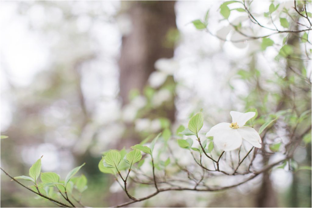 Delicate white dogwood blossoms on branches with soft bokeh background.