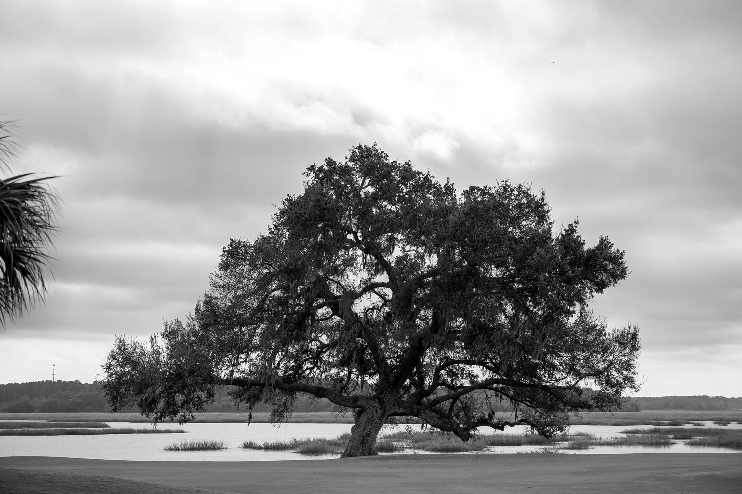 Black and white landscape photograph of a majestic oak tree against a moody sky.